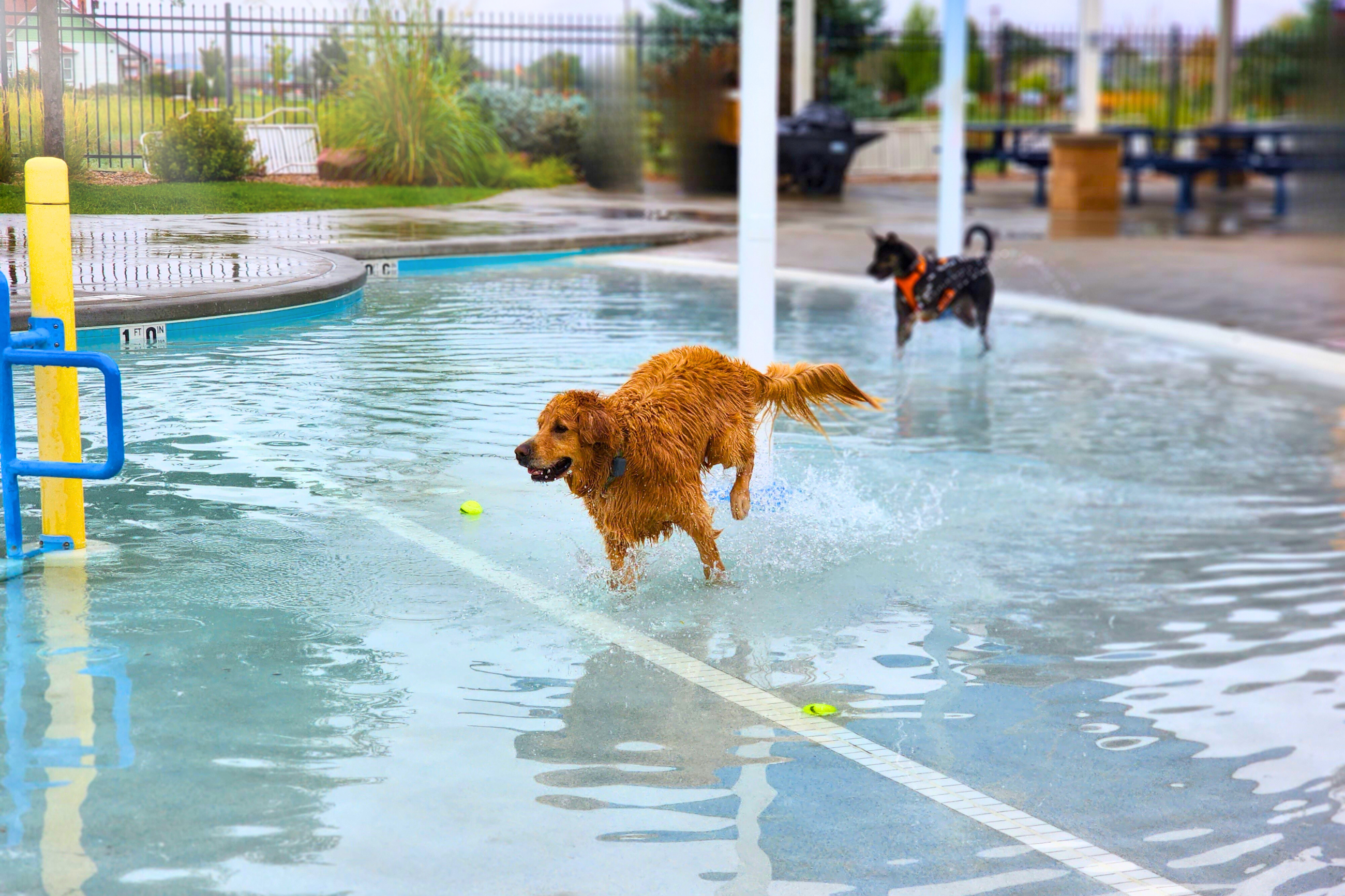 decorative image for doggie paddle day