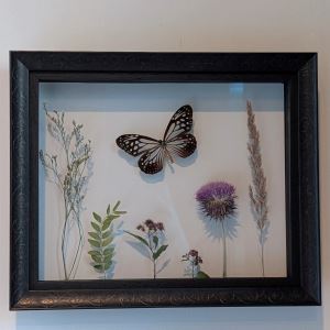 Black frame with a butterfly and some grasses pressed between the glass panes.